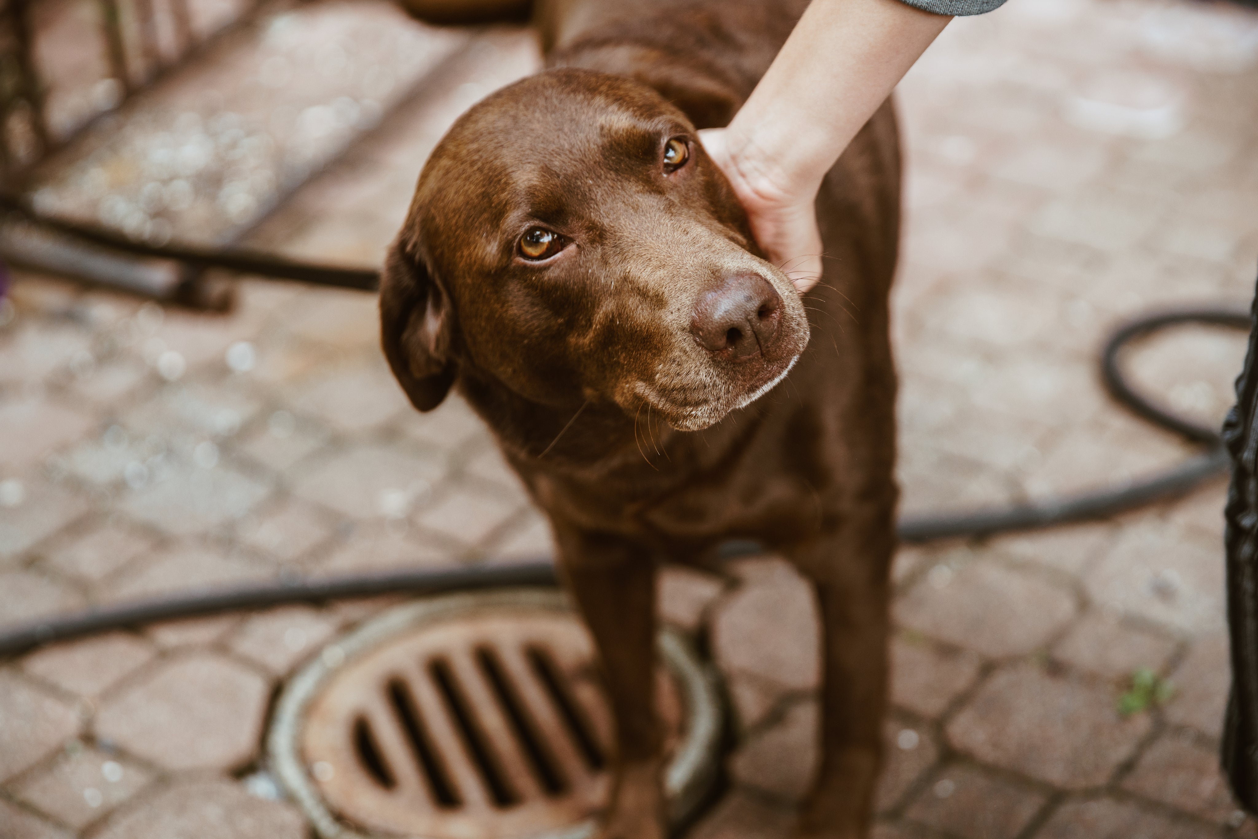 brown-eyed-dog.jpg