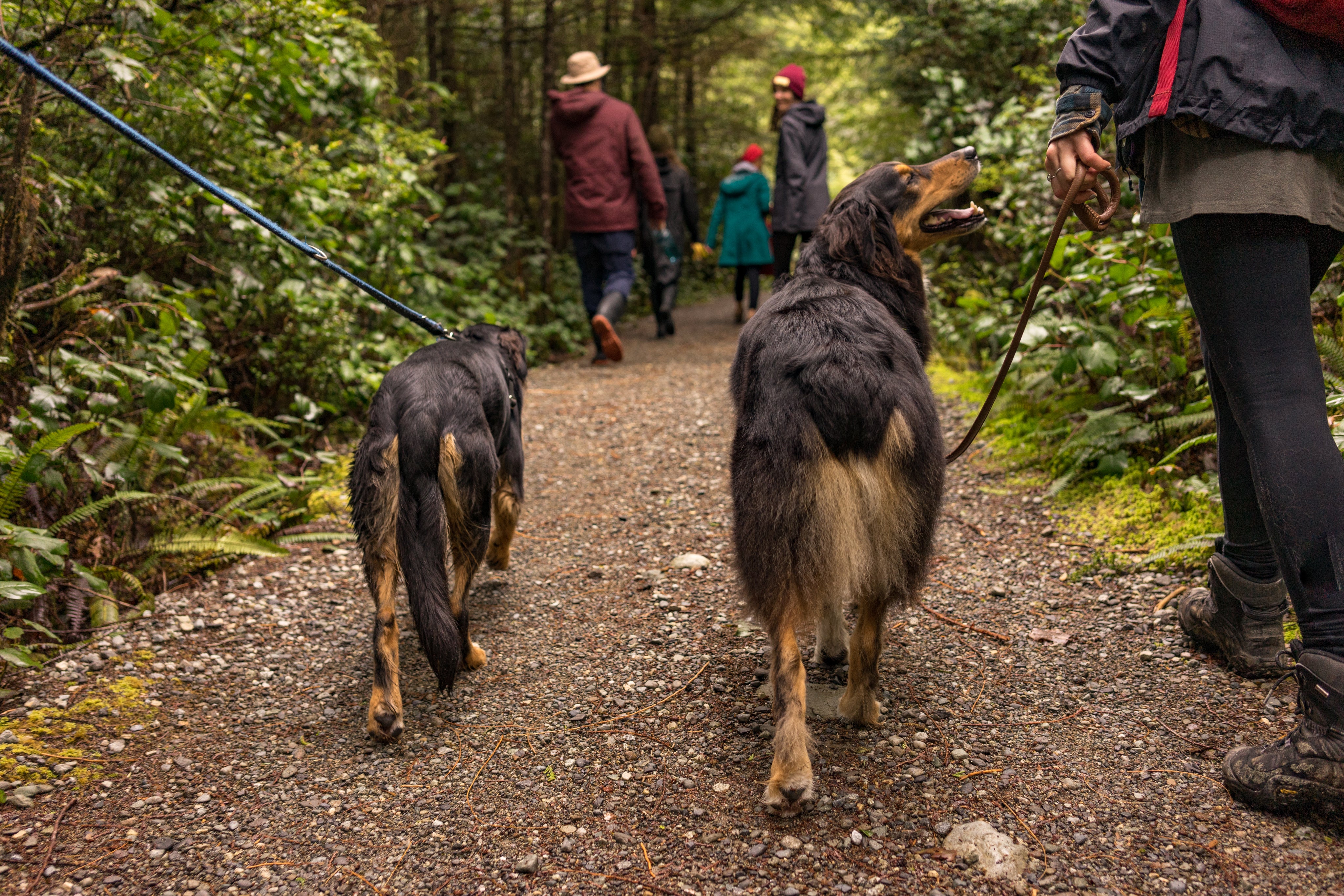 two-dogs-loving-life-as-they-hike-through-woods.jpg